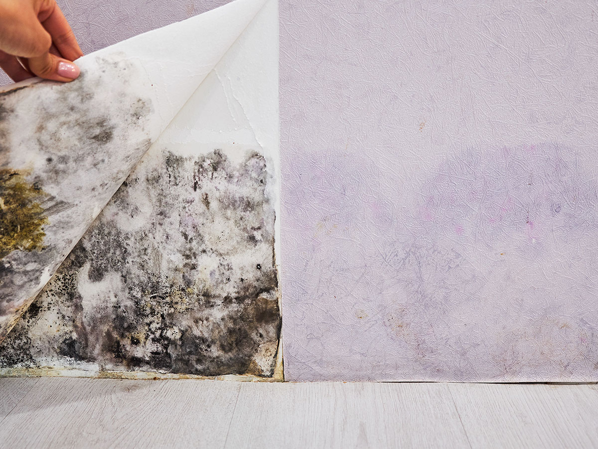 Mold discovered under wallpaper in a basement that needs waterproofing.
