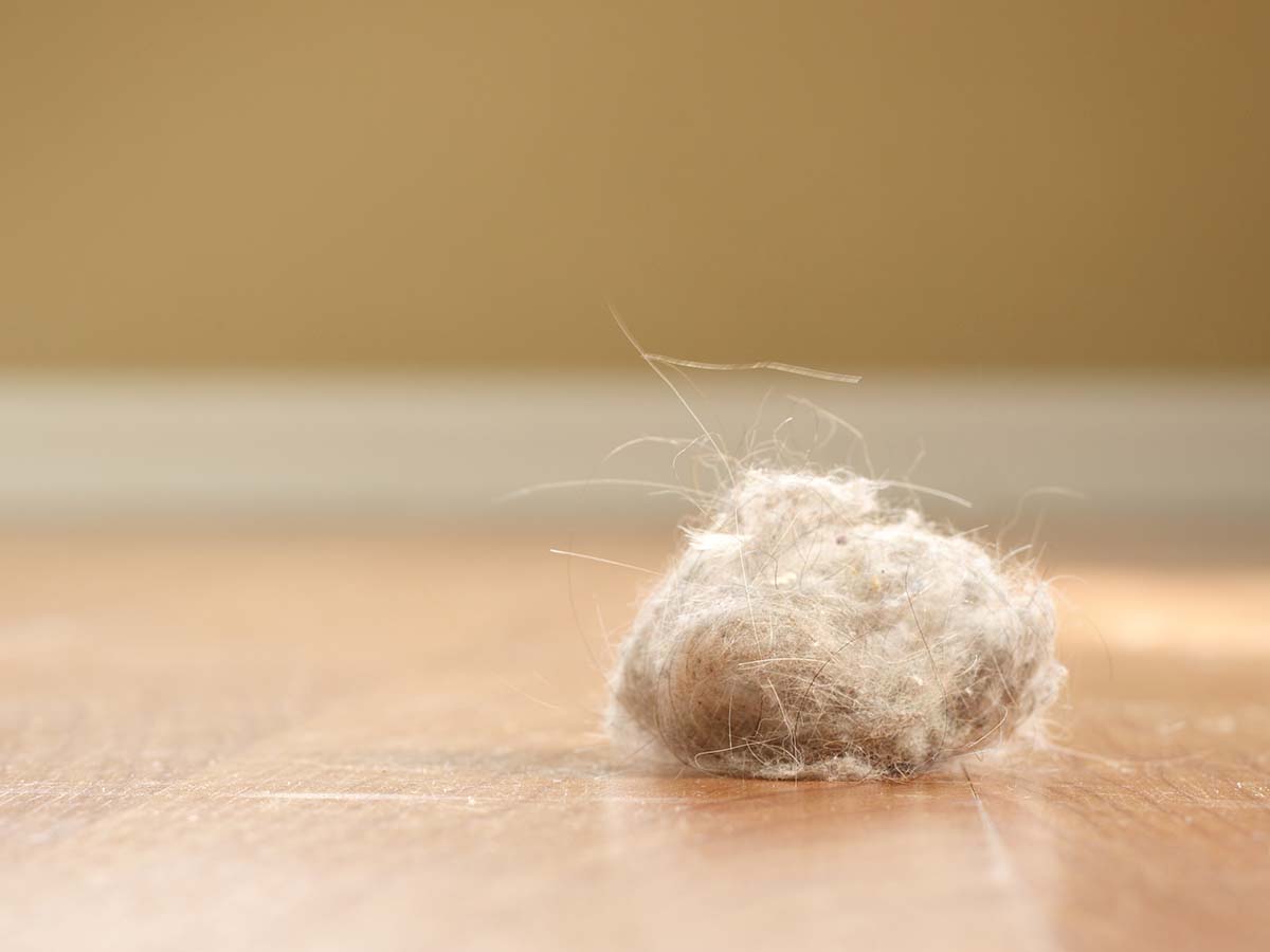 Ball of dust in a home causing allergies.