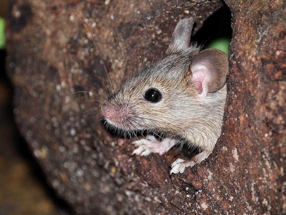 Small mouse living as a pest in a basement.